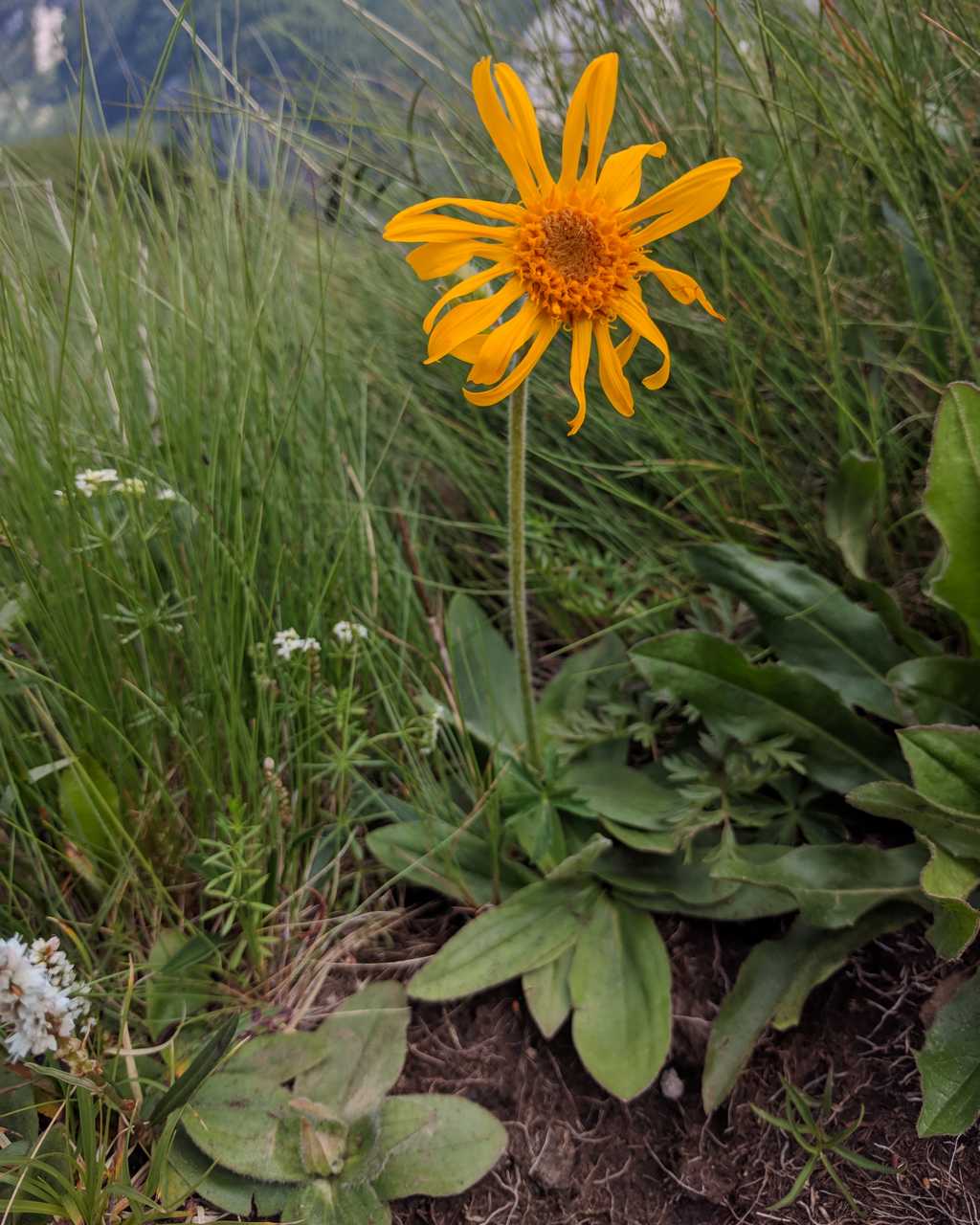 Arnica montana / Arnica